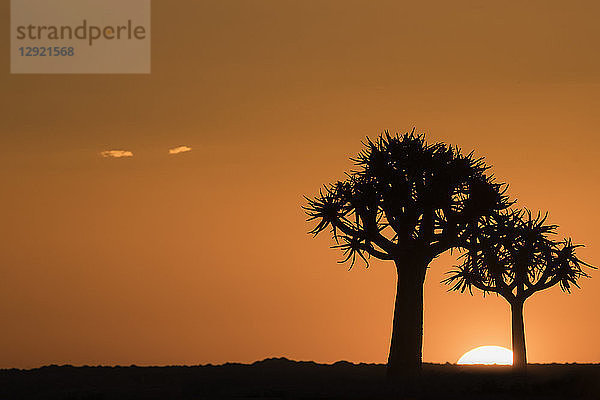 Köcherbäume bei Sonnenuntergang (Kokerboom) (Aloidendron dichotomum) (früher Aloe dichotoma)  Köcherbaumwald  Keetmanshoop  Namibia  Afrika