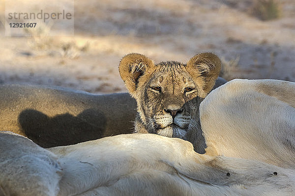 Junger Löwe (Panthera leo)  Kgalagadi Transfrontier Park  Südafrika  Afrika