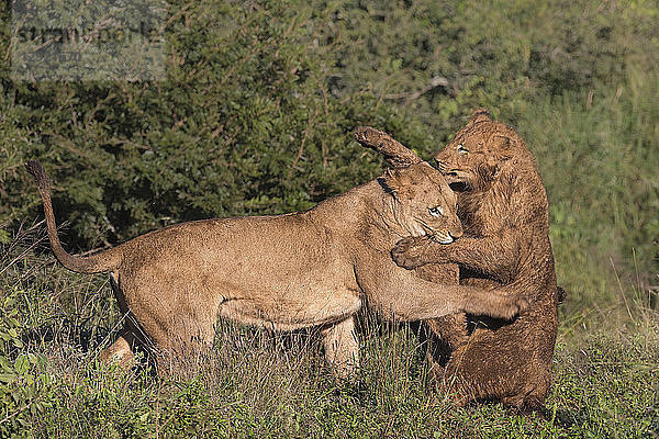 Löwen (Panthera leo) im Spielkampf  Zimanga Private Game Reserve  KwaZulu-Natal  Südafrika  Afrika