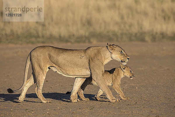 Löwin mit Jungtier (Panthera leo)  Kgalagadi Transfrontier Park  Südafrika  Afrika