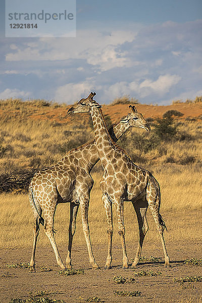 Giraffen (Giraffa camelopardalis)  Kgalagadi Transfrontier Park  Südafrika  Afrika