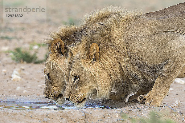 Männlicher Löwe (Panthera leo) beim Trinken  Kgalagadi Transfrontier Park  Südafrika  Afrika