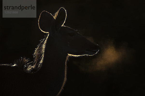 Großer Kudu (Tragelaphus strepsiceros) weiblich  Addo National Park  Ostkap  Südafrika  Afrika