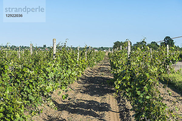 Weinberge im Weingut Shabo  Schwarzes Meer  Ukraine