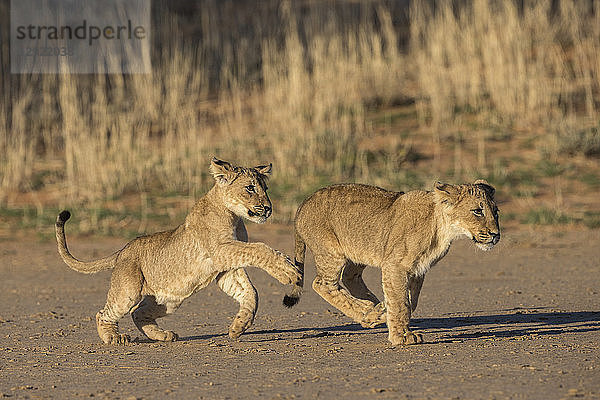 Spielende Löwenjunge (Panthera leo)  Kgalagadi Transfrontier Park  Südafrika  Afrika