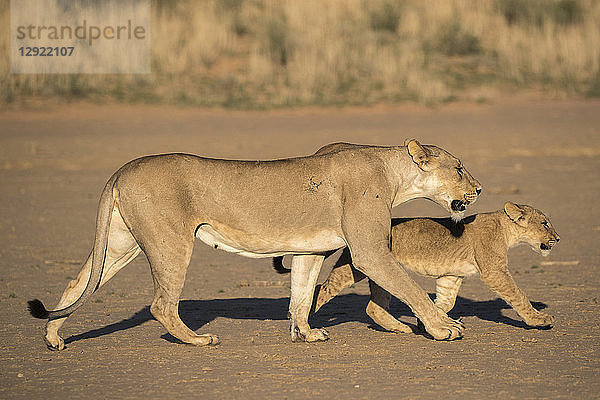 Löwin mit Jungtier (Panthera leo)  Kgalagadi Transfrontier Park  Südafrika  Afrika