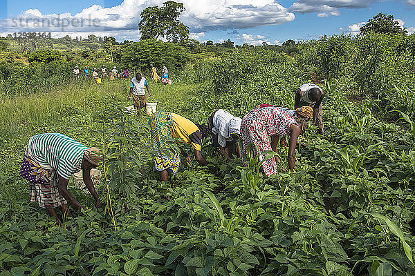 Bohnenernte in Machakos  Kenia  Ostafrika