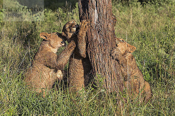 Löwenjunge (Panthera leo) beim Kauen von Rinde  Zimanga Private Game Reserve  KwaZulu-Natal  Südafrika  Afrika