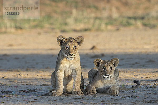 Löwenjunge (Panthera leo)  Kgalagadi Transfrontier Park  Südafrika  Afrika