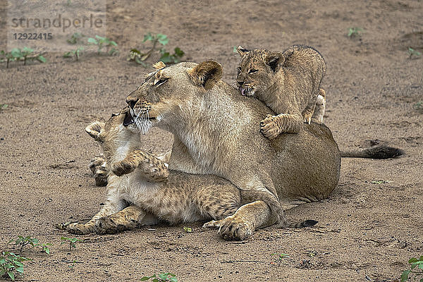 Löwin (Panthera leo) beim Spielen und Zusammensein mit ihren Jungen  Zimanga Private Game Reserve  KwaZulu-Natal  Südafrika  Afrika