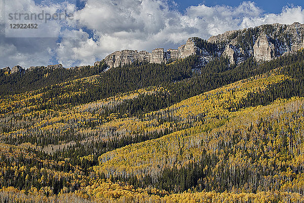 Gelbe Espen im Herbst  Uncompahgre National Forest  Colorado  Vereinigte Staaten von Amerika  Nordamerika