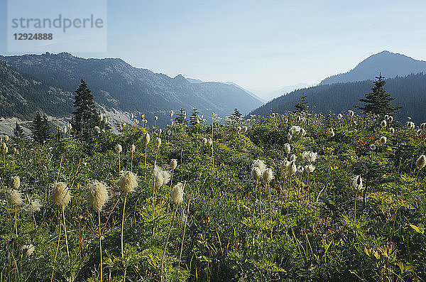 Wildblumenwiese oberhalb des Chinook Passes  in der Nähe des Mount Rainier National Park  in der Cascades-Kette.