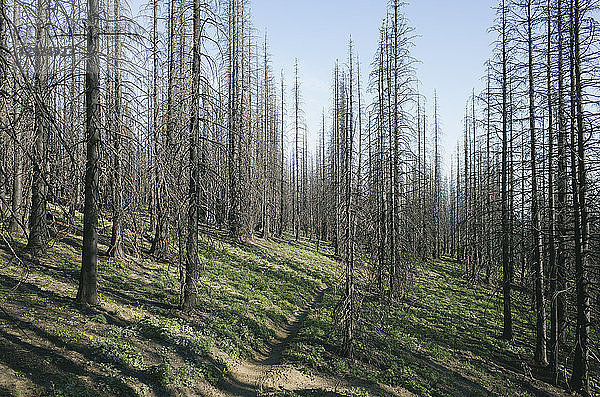 Feuer beschädigte Bäume im Wald des Norse Peak Fire in der Nähe des Mount Rainier Nationalparks  Washington