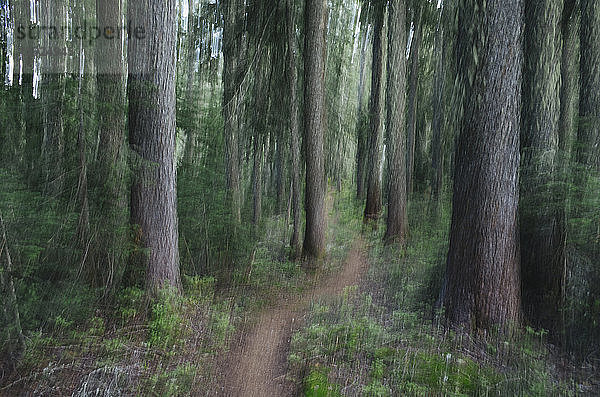 Der Pacific Crest Trail schlängelt sich durch üppigen  alten Wald in der Nähe des Snoqualmie Passes  Washington