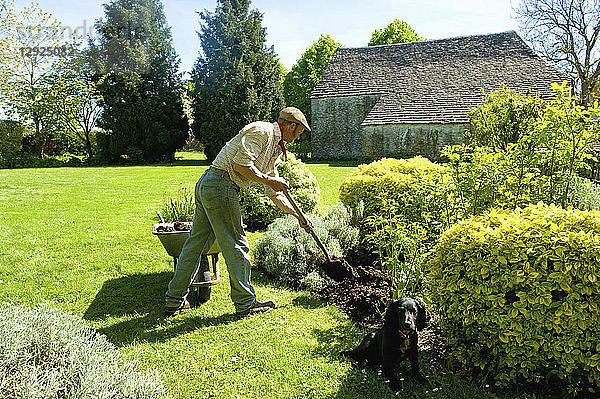 Ein Mann gärtnert  indem er mit einer Gabel Mulch und Dünger in den Boden um reife Sträucher herum einbringt.