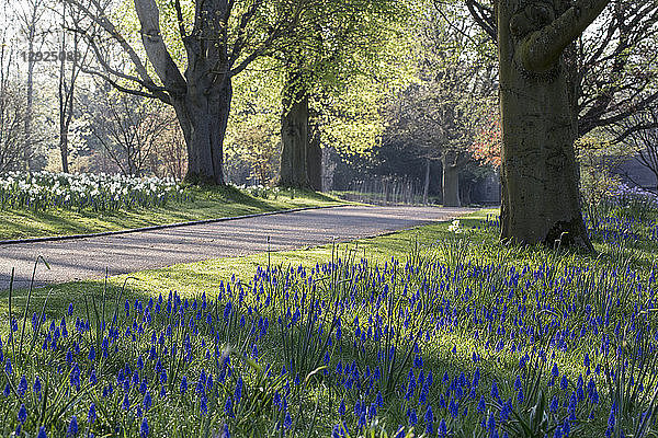 Fußweg durch einen Obstgarten im Frühling mit einer Fülle von weißen Narzissen und blauen Kugelhyazinthen  die zwischen Bäumen wachsen.
