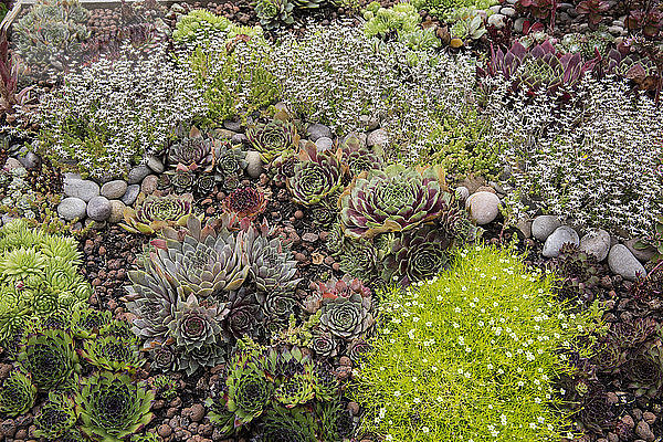 Hochwinkelansicht eines Blumenbeets mit einer Auswahl von Sukkulentenpflanzen in einem Garten.