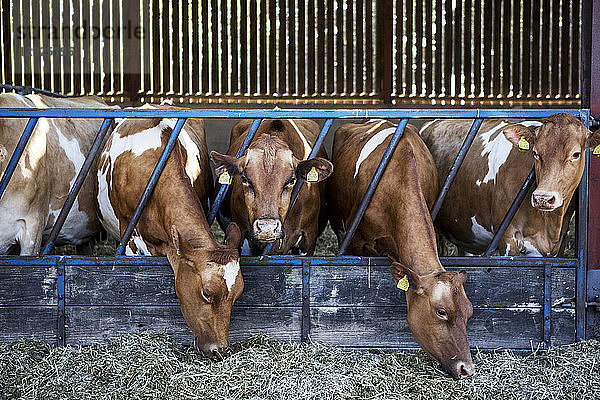 Guernsey-Kühe in einem Stall  die sich von Heu ernähren.