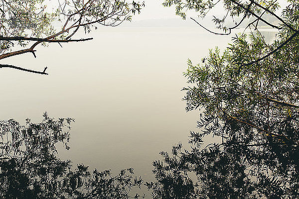 Dichter Bestand von Weidenbäumen  die in der Dämmerung ruhiges Seewasser umrahmen  Green Lake  Seattle  Washington  USA>