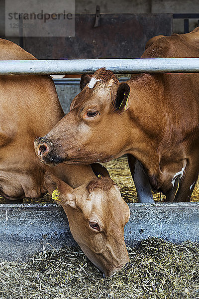 Zwei Guernsey-Kühe in einem Stall  die sich von Heu ernähren.