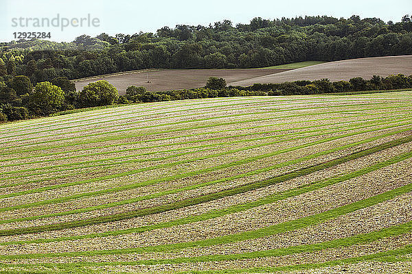 Ackerlandschaft im August  eine hügelige Landschaft mit grünen und braunen Feldern  grünes Getreide  das nach der Ernte in Streifen über die gepflügten Felder wächst.