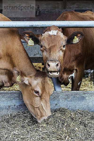 Zwei Guernsey-Kühe in einem Stall  die sich von Heu ernähren.