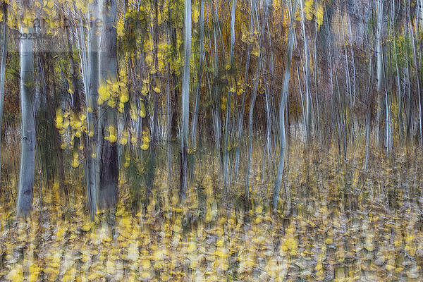 Unscharfe Bewegung  ein Espenwald im Herbst  gerade weiße Baumstämme  abstrakt.