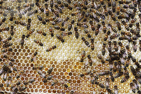 Nahaufnahme von Bienen und Waben in einem hölzernen Bienenstock.