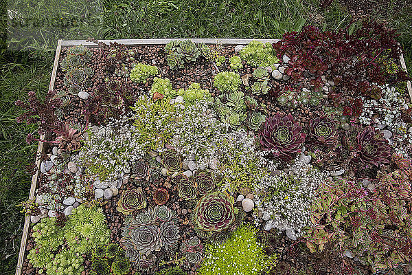 Hochwinkelansicht eines Blumenbeets mit einer Auswahl von Sukkulentenpflanzen in einem Garten.