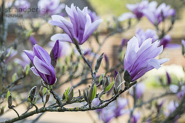 Nahaufnahme eines Magnolienbaums mit weißen und violetten Blüten.