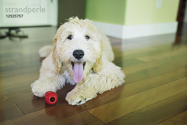 Fröhlicher Labradoodle-Welpe mit Spielzeug auf dem Boden liegend