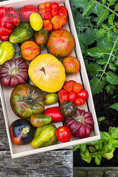 Verschiedene Heirloom-Tomaten in einer Kiste
