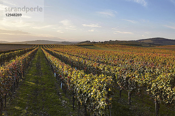 Reben im Herbst  Burgenland  Österreich