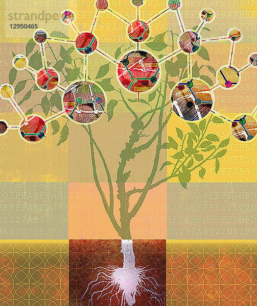Analyse der Molekularstruktur von Pflanzen