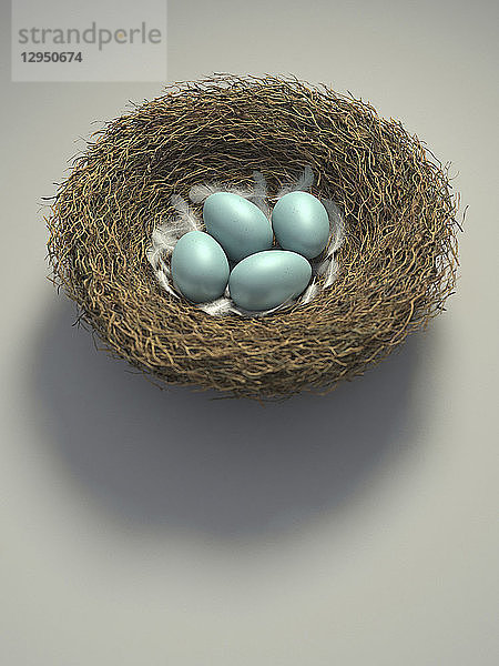 Nest mit vier blauen Eiern