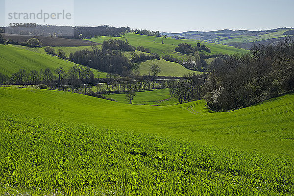 Frankreich  Okzitanien  Lauragais  Haute Garonne  knospender Weizen im Frühling