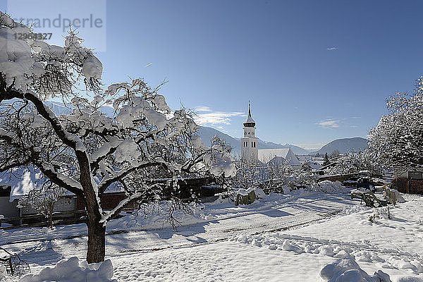 Österreich  Tirol  Seefeld  ein mit Schnee bedeckter Baum im Vordergrund des Dorfes Wildermiemming