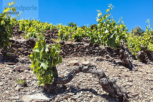 Weinberg von Banyuls-Collioure  Vermeille-Küste  Pyrenees-Orientales  Katalonien  Languedoc-Roussillon  Frankreich