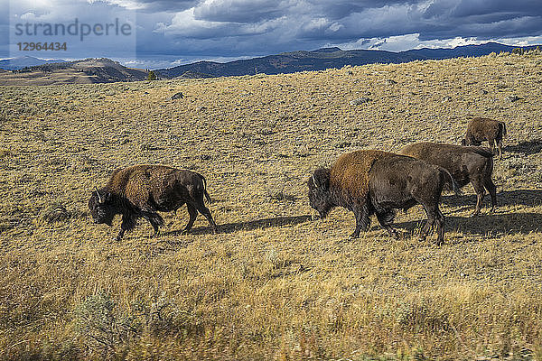 USA  Wyoming  Yellowstone-Nationalpark  Bisons im Norden des Parks UNESCO-Welterbe