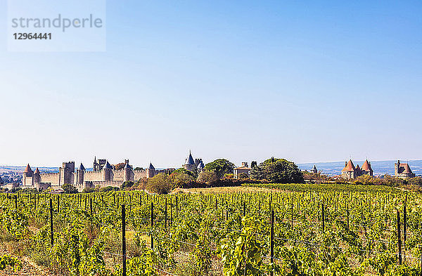 Weinberg und mittelalterliche Stadt Carcassonne  Languedoc-Roussillon  Aude  Okzitanien  Frankreich