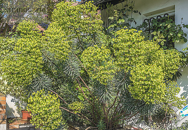 Frankreich  Arcachon-Bucht  Mittelmeer-Wolfsmilch (Euphorbia characias)  in einem Garten im Frühling