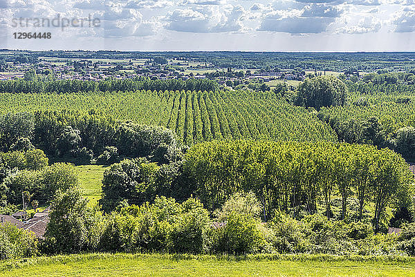 Frankreich  Gironde  Sainte-Croix-du-Mont  Pappelhaine im Garonne-Tal von der Burg Tastes aus gesehen