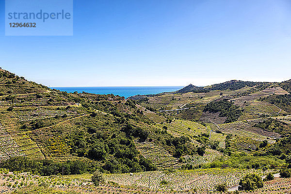 Weinberg von Collioure-Banyuls  gesehen von der Küste von Vermeille  Pyrenees-Orientales  Katalonien  Languedoc-Roussillon  Frankreich