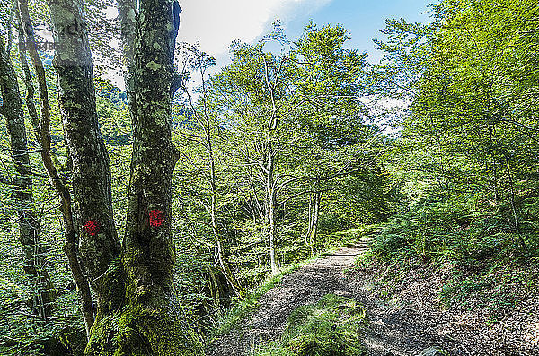 Frankreich  Regionaler Naturpark der Pyrenäen Ariegeoises  Garbet-Tal  Weg des Wasserfalls von Ars und des Teichs von Guzet (Grande Randonnee 10  Nummer 10 eines Netzes von Fernwanderwegen in Europa)