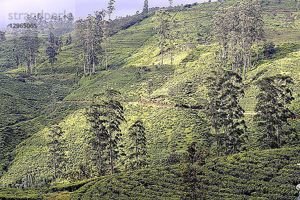 Sri Lanka. Teeplantagen  Gebiet Hatton. Terrassenförmiger Anbau.