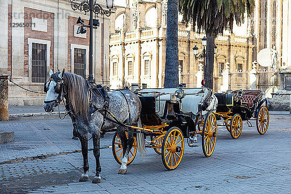 Traditionelle Pferdekutsche vor der Kathedrale Santa Maria in Sevilla  Andalusien  Spanien