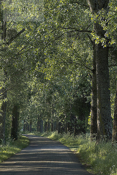 Frankreich  Departement 44  Straße entlang des Canal de La Martiniere  Frühling.