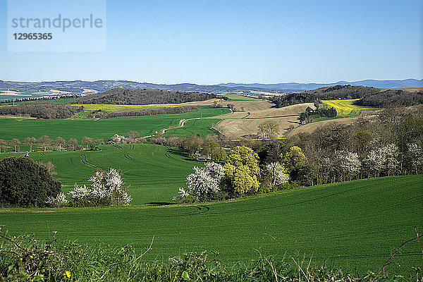 Frankreich  Okzitanien  Lauragais  Haute Garonne  knospender Weizen im Frühling