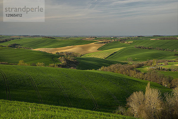 Frankreich  Okzitanien  Lauragais  Haute Garonne  Weizenknospung im Frühjahr