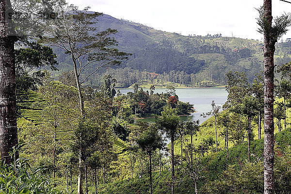 Sri Lanka. Der Castiereigh-See in der Region von Nuwara Eliya. Teeplantage und Wald.
